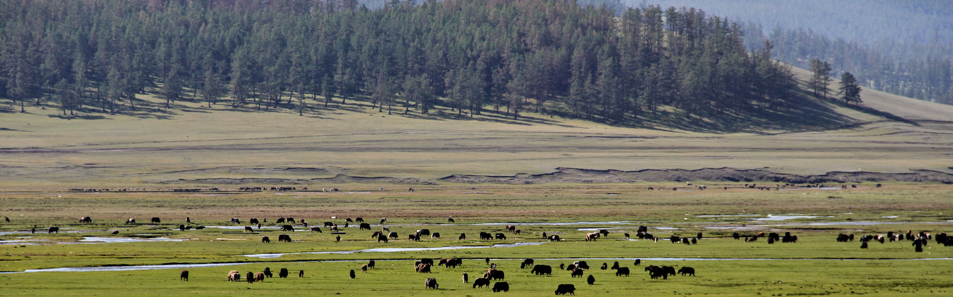 Central Mongolia