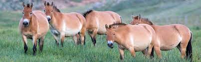Khustai national park