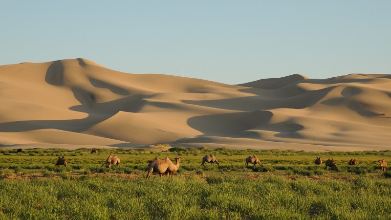 Khongor Sand dune